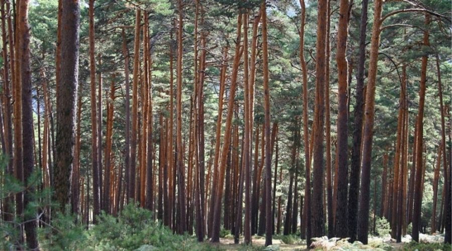 Madera Pinosoria