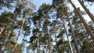 Madera PinoSoria Origen